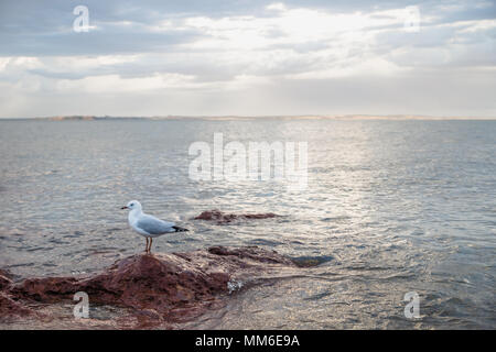 Seagull sitting on rock rouge pendant le coucher du soleil avec reflet dans l'eau avec vue sur océan, Cowes, Phillip Island, Australie Banque D'Images