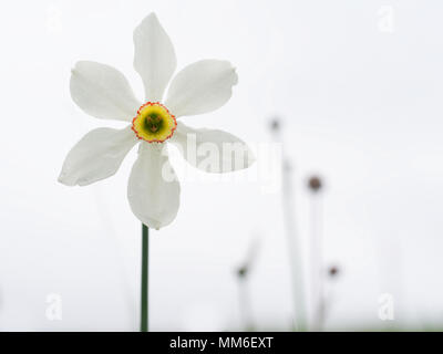 Narcissus poeticus retour allumé dans le champ. Banque D'Images