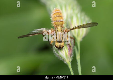 La Bouse jaune Fly (Scathophaga stercoraria) infectées par Entomopthora sp. champignon. Tipperary, Irlande Banque D'Images