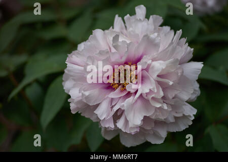 Une pivoine rose pâle close up peonia paeonia pivoine fleur pivoine fleur de pivoine fleur close up Banque D'Images