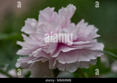 Une pivoine rose pâle close up peonia paeonia pivoine fleur pivoine fleur de pivoine fleur close up Banque D'Images