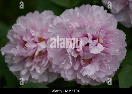 Une pivoine rose pâle close up peonia paeonia pivoine fleur pivoine fleur de pivoine fleur close up Banque D'Images