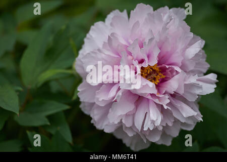 Une pivoine rose pâle close up peonia paeonia pivoine fleur pivoine fleur de pivoine fleur close up Banque D'Images