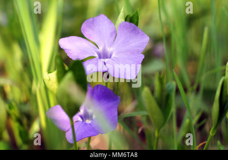 Violet macro photo. Violette fleur forêt close-up. Photo macro d'une fleur forêt Viola odorata. Une photo de fleurs de forêt sur une clairière, un jour ensoleillé Banque D'Images