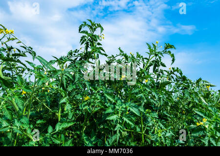 Les tomates plantes en fleurs. Jour d'été ensoleillé. Les terres agricoles. Banque D'Images