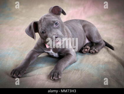 Ciel bleu puppy portrait Banque D'Images