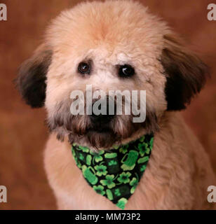 Whoodle Puppy Dog Closeup Portrait Banque D'Images
