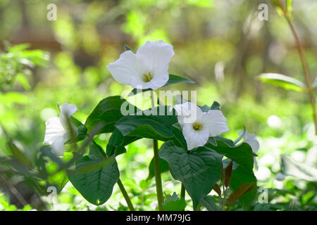 Trille blanc est l'emblème floral de la province de l'Ontario et aussi un symbole du système de soins de santé en Ontario. Photographié dans Hendrie Park, Royal Botanical G Banque D'Images