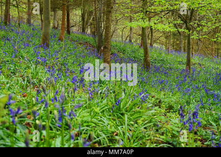 Bluebell Wood dans le Staffordshire. Belle en vieil anglais jacinthes des bois. Banque D'Images