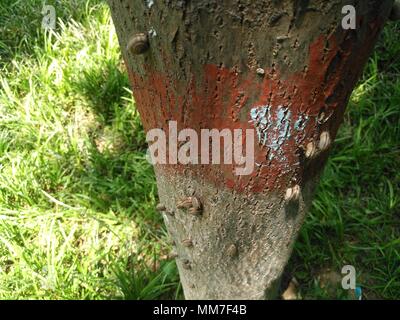 Zhengzhou, Zhengzhou, Chine. 9 mai, 2018. Zhengzhou, Chine 9e Mai 2018 : escargots se rassembler dans les troncs des arbres sur la rue à Zhengzhou, province du Henan en Chine centrale. Crédit : SIPA Asie/ZUMA/Alamy Fil Live News Banque D'Images