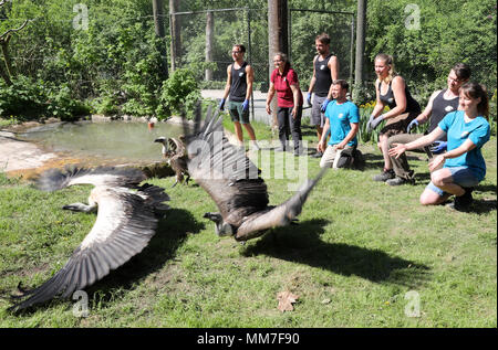 09 mai 2018, l'Allemagne, Marlow : Vautour africain dans le parc des oiseaux sont retournés dans leur volière réparé. Environ 5 semaines après la lourde neige dommages à Pâques tout est surtout de retour à la normale dans l'Marlow, Guestrow et Rostock parcs, bien que pas toutes les volières endommagées ont été reconstruites. Photo : Bernd Wüstneck/dpa Banque D'Images