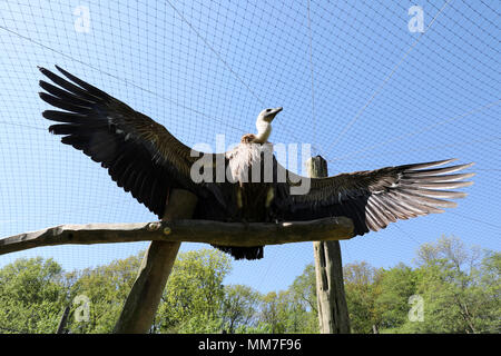 09 mai 2018, l'Allemagne, Marlow : Vautour africain dans le parc des oiseaux sont retournés dans leur volière réparé. Environ 5 semaines après la lourde neige dommages à Pâques tout est surtout de retour à la normale dans l'Marlow, Guestrow et Rostock parcs, bien que pas toutes les volières endommagées ont été reconstruites. Photo : Bernd Wüstneck/dpa Banque D'Images
