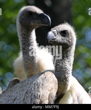 09 mai 2018, l'Allemagne, Marlow : Vautour africain dans le parc des oiseaux sont retournés dans leur volière réparé. Environ 5 semaines après la lourde neige dommages à Pâques tout est surtout de retour à la normale dans l'Marlow, Guestrow et Rostock parcs, bien que pas toutes les volières endommagées ont été reconstruites. Photo : Bernd Wüstneck/dpa Banque D'Images