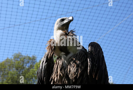 09 mai 2018, l'Allemagne, Marlow : Vautour africain dans le parc des oiseaux sont retournés dans leur volière réparé. Environ 5 semaines après la lourde neige dommages à Pâques tout est surtout de retour à la normale dans l'Marlow, Guestrow et Rostock parcs, bien que pas toutes les volières endommagées ont été reconstruites. Photo : Bernd Wüstneck/dpa Banque D'Images