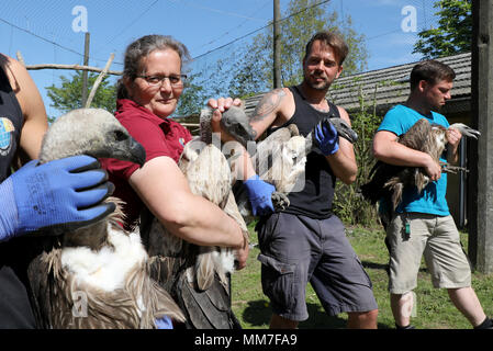 09 mai 2018, l'Allemagne, Marlow : Vautour africain dans le parc ornithologique d'être ramené à leur volière à réparer. Les chefs des oiseaux doivent être conservées en toute sécurité. Environ 5 semaines après la lourde neige dommages à Pâques tout est surtout de retour à la normale dans l'Marlow, Guestrow et Rostock parcs, bien que pas toutes les volières endommagées ont été reconstruites. Photo : Bernd Wüstneck/dpa Banque D'Images