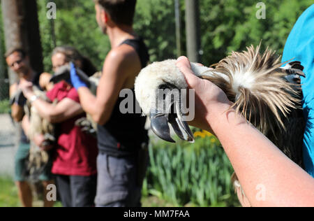 09 mai 2018, l'Allemagne, Marlow : Vautour africain dans le parc ornithologique d'être ramené à leur volière à réparer. Les chefs des oiseaux doivent être conservées en toute sécurité. Environ 5 semaines après la lourde neige dommages à Pâques tout est surtout de retour à la normale dans l'Marlow, Guestrow et Rostock parcs, bien que pas toutes les volières endommagées ont été reconstruites. Photo : Bernd Wüstneck/dpa Banque D'Images