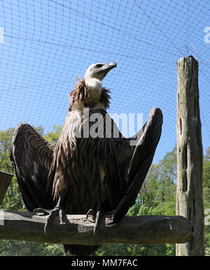 09 mai 2018, l'Allemagne, Marlow : Vautour africain dans le parc des oiseaux sont retournés dans leur volière réparé. Environ 5 semaines après la lourde neige dommages à Pâques tout est surtout de retour à la normale dans l'Marlow, Guestrow et Rostock parcs, bien que pas toutes les volières endommagées ont été reconstruites. Photo : Bernd Wüstneck/dpa Banque D'Images