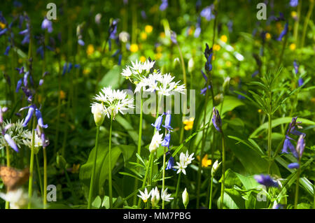 Ardara, comté de Donegal, Irlande la météo. 10 mai 2018. Une journée parfaite pour l'alimentation l'ail des ours, Allium ursinum, grandissant dans un bois avec compensation bluebells, renoncules et autres fleurs sauvages sur une belle journée de printemps. Crédit : Richard Wayman/Alamy Live News Banque D'Images