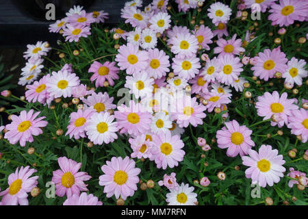 Marguerite Angélique Marguerites Rose Bébé Banque D'Images