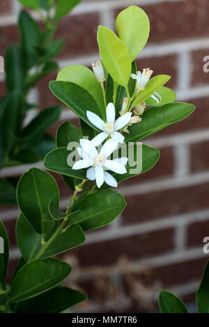 Calamondin, Kumquat, Citrofortunella microcarpa Fleurs Banque D'Images