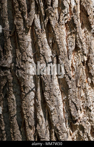 Texture rugueuse écorce sur de vieux arbres peupliers (Populus deltoides) ; Vandaveer Ranch ; Salida ; Colorado ; USA Banque D'Images