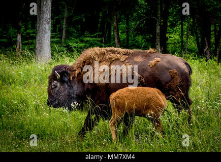 Bison américain soins infirmiers un veau, vache debout dans l'herbe haute, avec des bois verts derrière. Banque D'Images