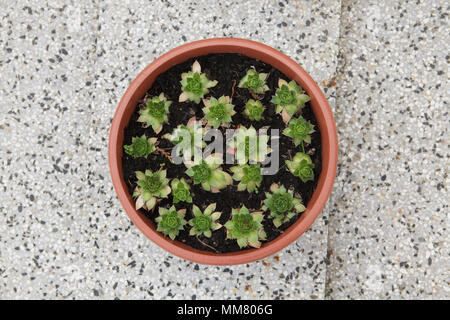 Les plantes succulentes au cimetière du village à l'Acul du Nord Département du Nord nad Vltavou en Bohême du Sud, en République tchèque. Banque D'Images