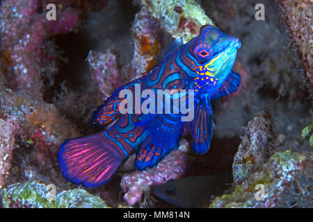 Close up image of colorful Mandarinfish (Synchiropus splendidus). Détroit de Lembeh (Indonésie). Banque D'Images