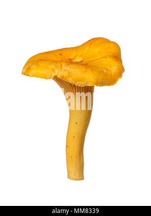 Chanterelle (Cantharellus cibarius) isolé sur blanc backgroun. Banque D'Images