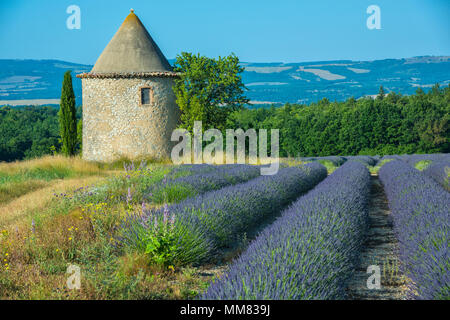 Europe, France, Provence, Valensole, la tour de pierre et les champs de lavande en fleurs, (m) Banque D'Images