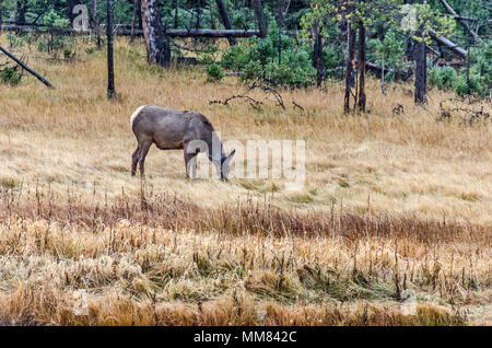 Les wapitis de manger sur un matin brumeux, humide dans le Parc National de Yellowstone Banque D'Images