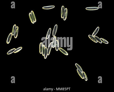 Champ Sombre lumière microphotographie de Verpa bohemica des spores de champignons, que l'on voit est d'environ 0.65mm de large Banque D'Images