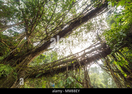 Célèbre Double Decker racines bridge près de Haïfa, Nongriat village, Meghalaya, en Inde. Ce pont est formé par la formation de racines de l'arbre à l'autre Banque D'Images