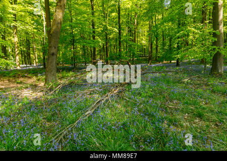 Royaume-uni : fleurs sauvages Bluebells (Hyacinthoides non-scripta) bois bluebell en au printemps, Micheldever Bois près de Winchester, Hampshire, Angleterre du sud Banque D'Images