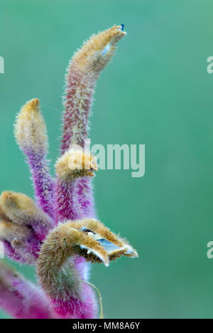 Photo Gros plan d'une patte de kangourou, Cat's Paw, Australian Sword Lily Banque D'Images