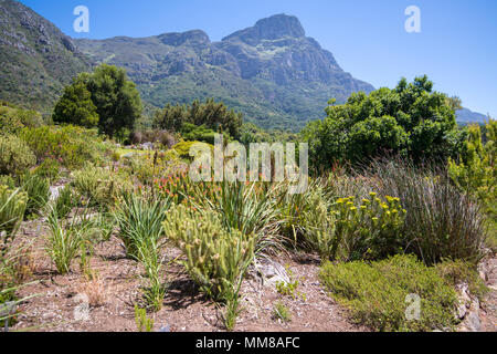 Vue sur la faune au jardin botanique de Kirstenbosch à Cape Town, Afrique du Sud Banque D'Images