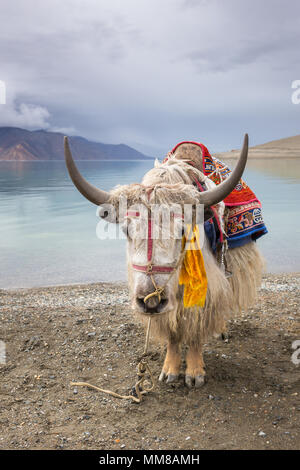Au lac Pangong Yak himalayen au Ladakh, Inde Banque D'Images