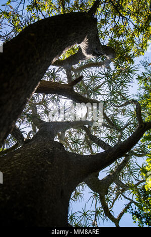 Voir sous le couvert des arbres d'aloès au jardin botanique de Kirstenbosch à Cape Town, Afrique du Sud Banque D'Images