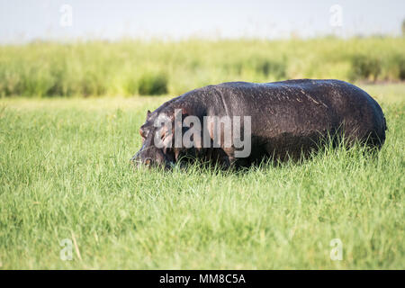 Un grand hippopotame broute sur certaines graminées par la rivière Chobe. Le Parc National de Chobe - Botswana Banque D'Images