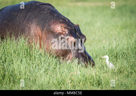 Un grand hippopotame broute sur certaines graminées par la rivière Chobe. Le Parc National de Chobe - Botswana Banque D'Images