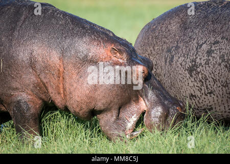 Un grand hippopotame broute sur certaines graminées par la rivière Chobe. Le Parc National de Chobe - Botswana Banque D'Images