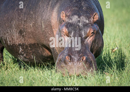 Un grand hippopotame broute sur certaines graminées par la rivière Chobe. Le Parc National de Chobe - Botswana Banque D'Images