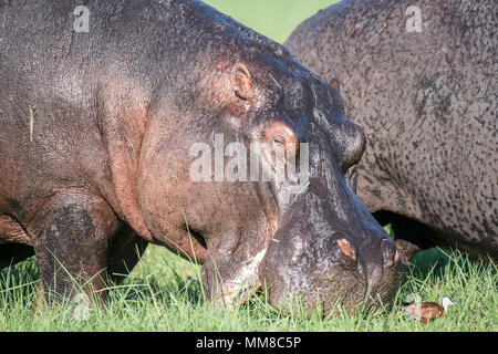 Un grand hippopotame broute sur certaines graminées par la rivière Chobe. Le Parc National de Chobe - Botswana Banque D'Images