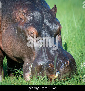 Un grand hippopotame broute sur certaines graminées par la rivière Chobe. Le Parc National de Chobe - Botswana Banque D'Images