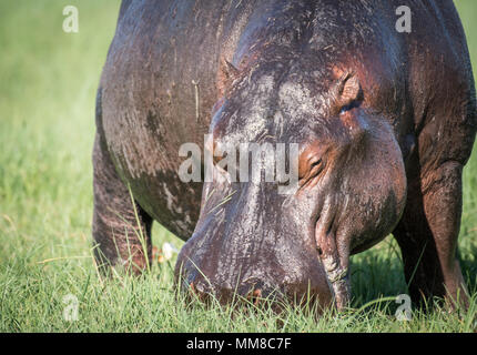 Un grand hippopotame broute sur certaines graminées par la rivière Chobe. Le Parc National de Chobe - Botswana Banque D'Images