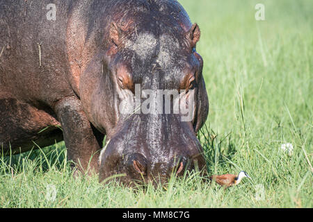 Un grand hippopotame broute sur certaines graminées par la rivière Chobe. Le Parc National de Chobe - Botswana Banque D'Images