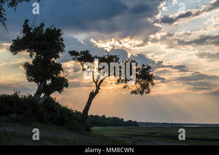 Le soleil perce les nuages derrière la silhouette arbre, Parc National de Chobe - Botswana Banque D'Images