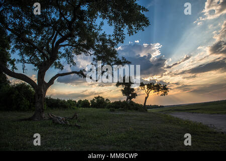 Le soleil perce les nuages derrière la silhouette arbre, Parc National de Chobe - Botswana Banque D'Images