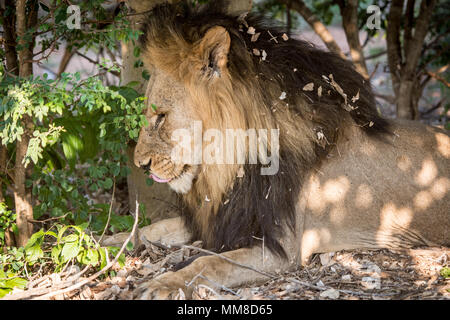 Un grand mâle Southern African lion (Panthera leo melanochaita) située à l'ombre de quelques arbres. Le Parc National de Chobe - Botswana Banque D'Images