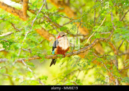 Chestnut-Bellied Kingfisher en Murchison Falls National Park en Ouganda Banque D'Images